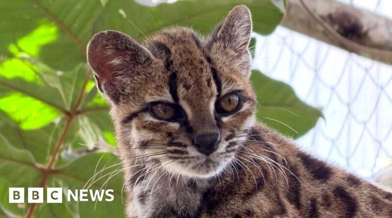 Kucing Hutan Baru Ditemukan di Hutan Bolivia