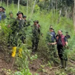 18 Hektare Ladang Ganja Dimusnahkan di Aceh Utara