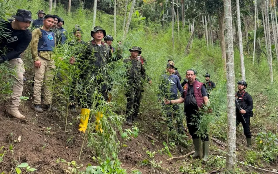 18 Hektare Ladang Ganja Dimusnahkan di Aceh Utara