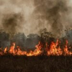 Walhi Desak Tindak 66 Perusahaan Singapura atas Kebakaran Hutan