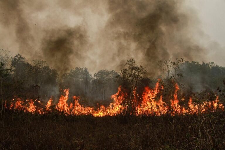 Walhi Desak Tindak 66 Perusahaan Singapura atas Kebakaran Hutan